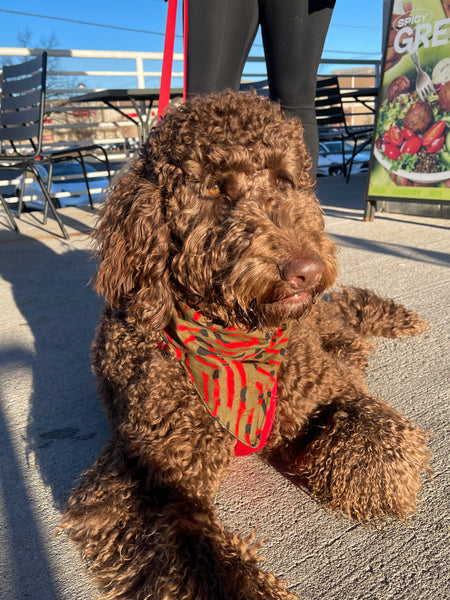 Aisha Dog Bandana