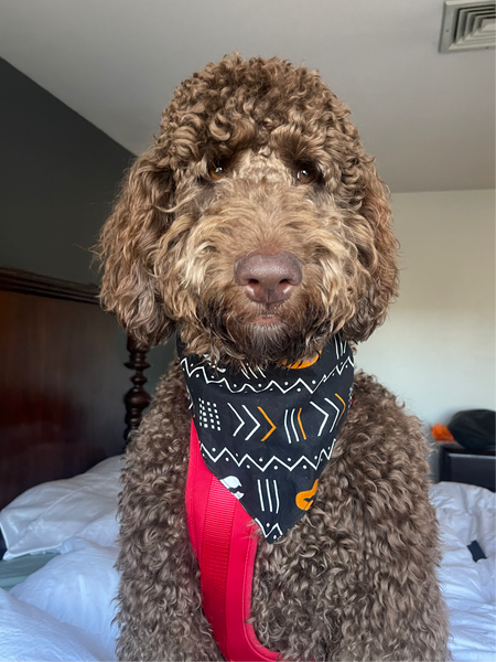 Nzuri Dog Bandana