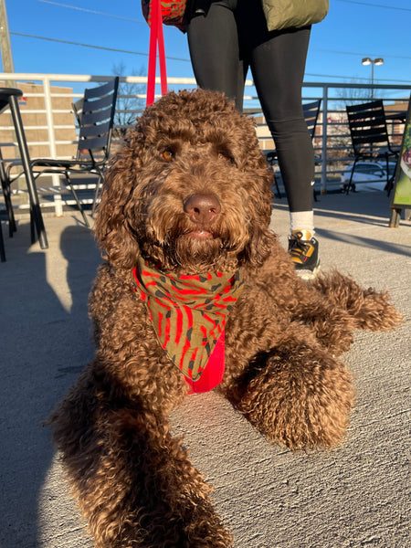 Aisha Dog Bandana